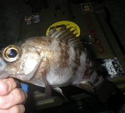 釣り納めIN淡路島