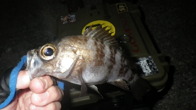 釣り納めIN淡路島