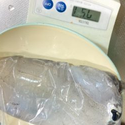 たぶん今年ラストエギング