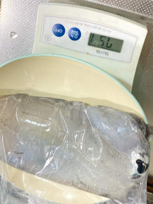 たぶん今年ラストエギング