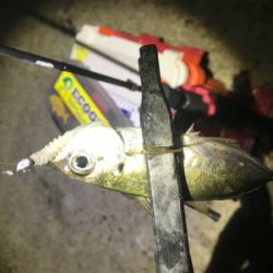 満月大潮アジング