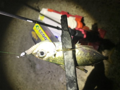 満月大潮アジング