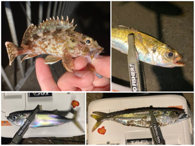 たぶん自己新記録!24.5cmのマッチョ鯵。