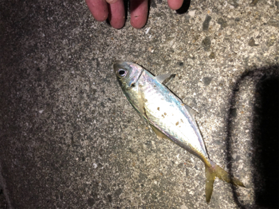 メバル時々アジ