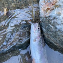 エリアトラウト