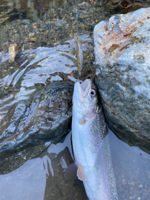 エリアトラウト