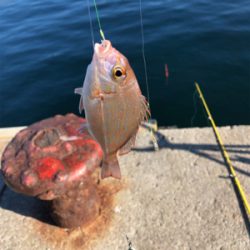 色々釣れました。