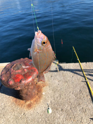 色々釣れました。