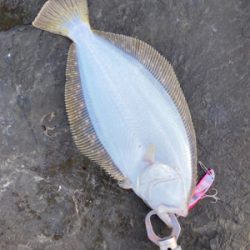 朝マズメのヒラメ釣果!!