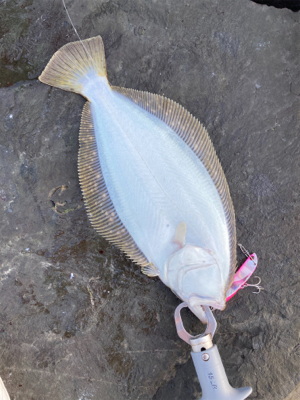 朝マズメのヒラメ釣果!!