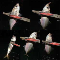 アジミルク　バチ　オキアミ赤ラメ