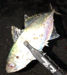 アジングナイト(もう終了？)