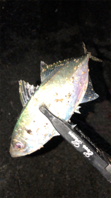 アジングナイト(もう終了？)