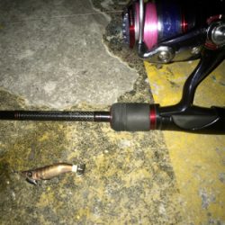 プチ1091モード ヒイカ釣り＼(^o^)／