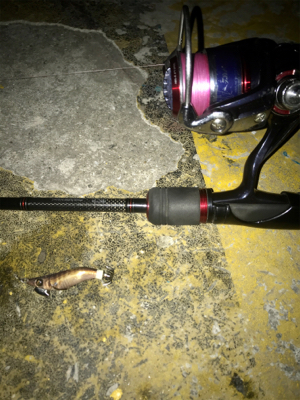 プチ1091モード ヒイカ釣り＼(^o^)／