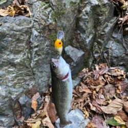 水無瀬　トラウト