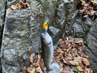 水無瀬　トラウト