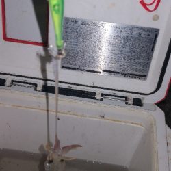 アジング練習 232