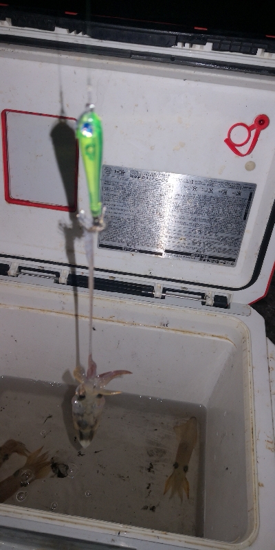 アジング練習 232