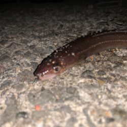 穴子リベンジ！