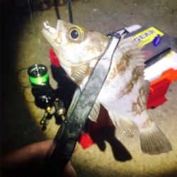 アジング？メバリング？