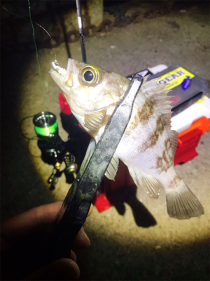 アジング？メバリング？