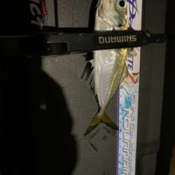 中央市場近くで五目釣り