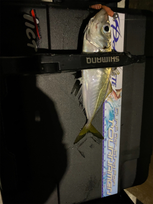 中央市場近くで五目釣り