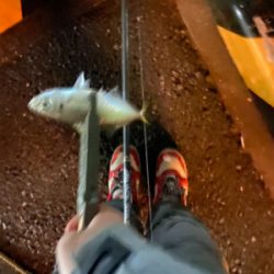 初めてのキャロ