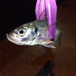 大阪湾奥アジング