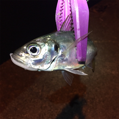 大阪湾奥アジング