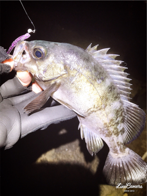 レガーメ牙突鱗付