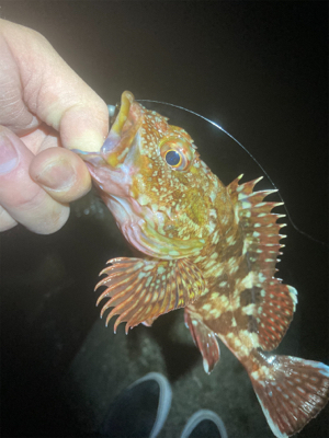 フロートアジング絶好調