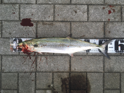 サゴシ57センチ、53センチ。。