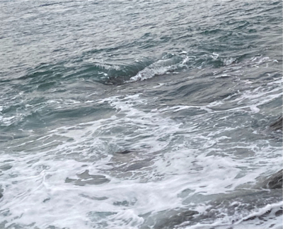 サラシの中からヒラスズキ！！