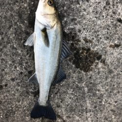 エビ撒き　セイゴ狙い