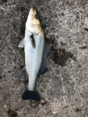 エビ撒き　セイゴ狙い