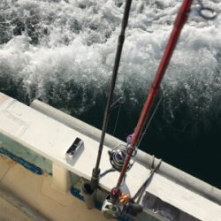 アオリイカ、カワハギ便