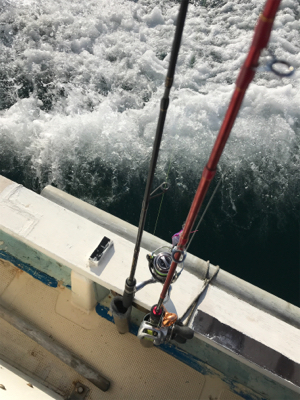 アオリイカ、カワハギ便