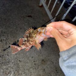 メバリング調査