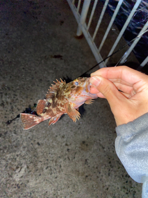 メバリング調査