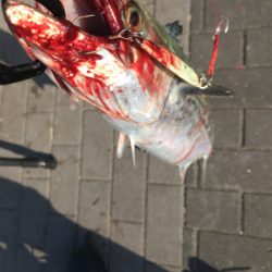 ギリ鰆62センチ。ハマチ47センチ。。