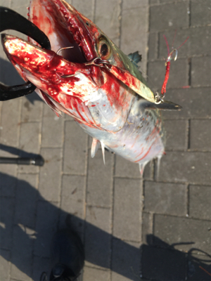 ギリ鰆62センチ。ハマチ47センチ。。