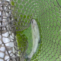 服部トラウト　トゥールチューン