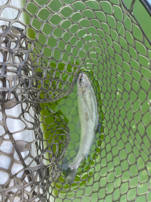 服部トラウト　トゥールチューン