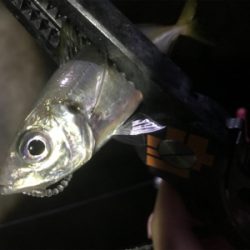 活性高いアジング