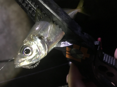 活性高いアジング