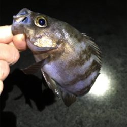 ライトゲームでアジ、メバル