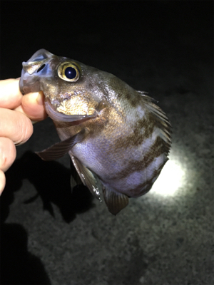 ライトゲームでアジ、メバル