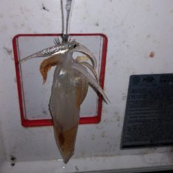 アジング練習 234